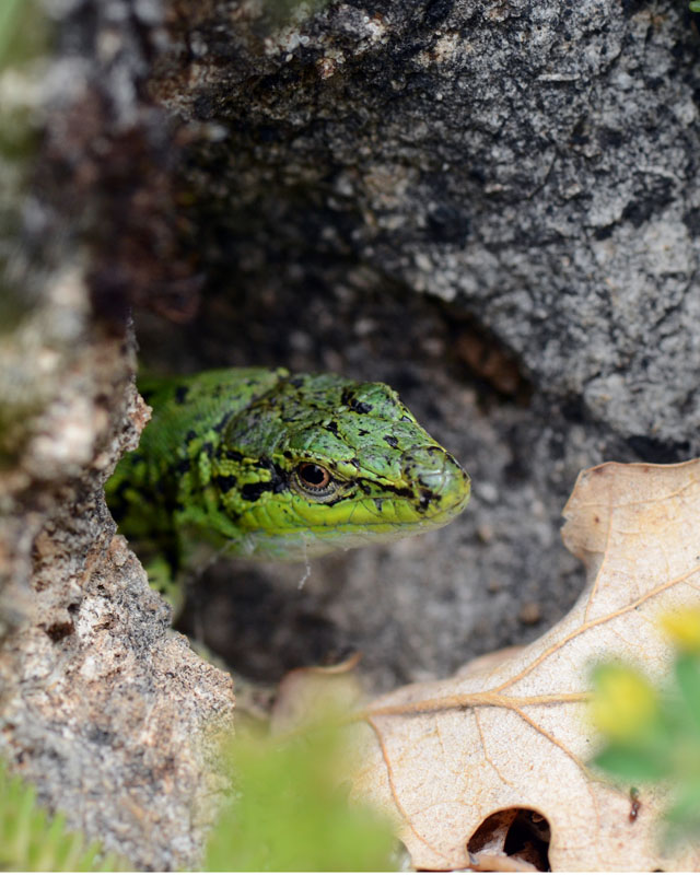 Podarcis siculus, uscita dal riparo